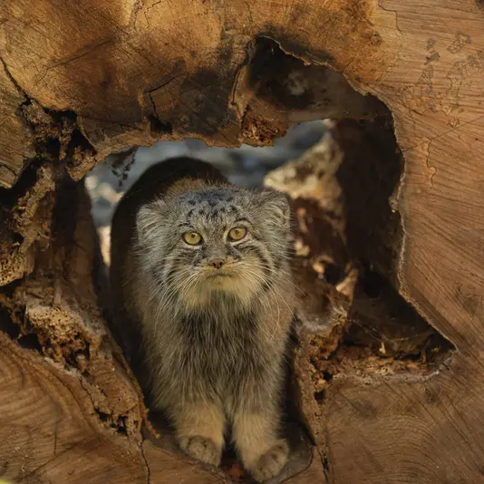 オストラヴァ動物園のモイラの写真