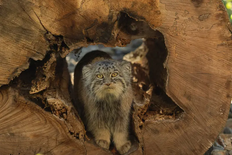 オストラヴァ動物園のモイラの写真