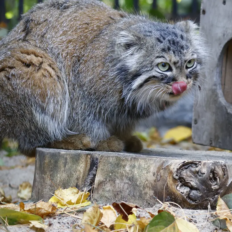 ノヴォシビルスク動物園のガビの写真