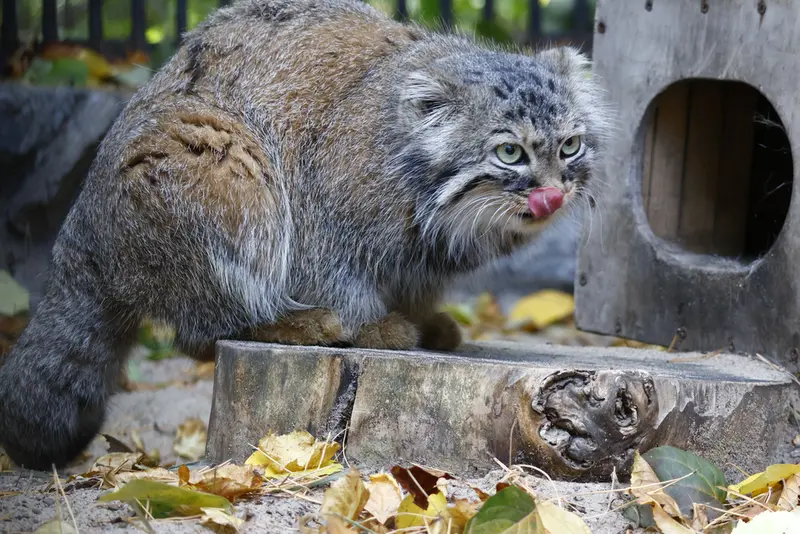 ノヴォシビルスク動物園のガビの写真