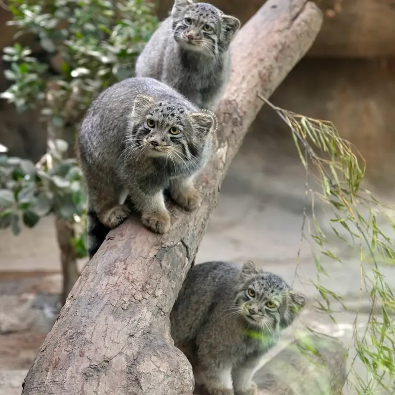 神戸どうぶつ王国のナギ、コモレビとハクの写真