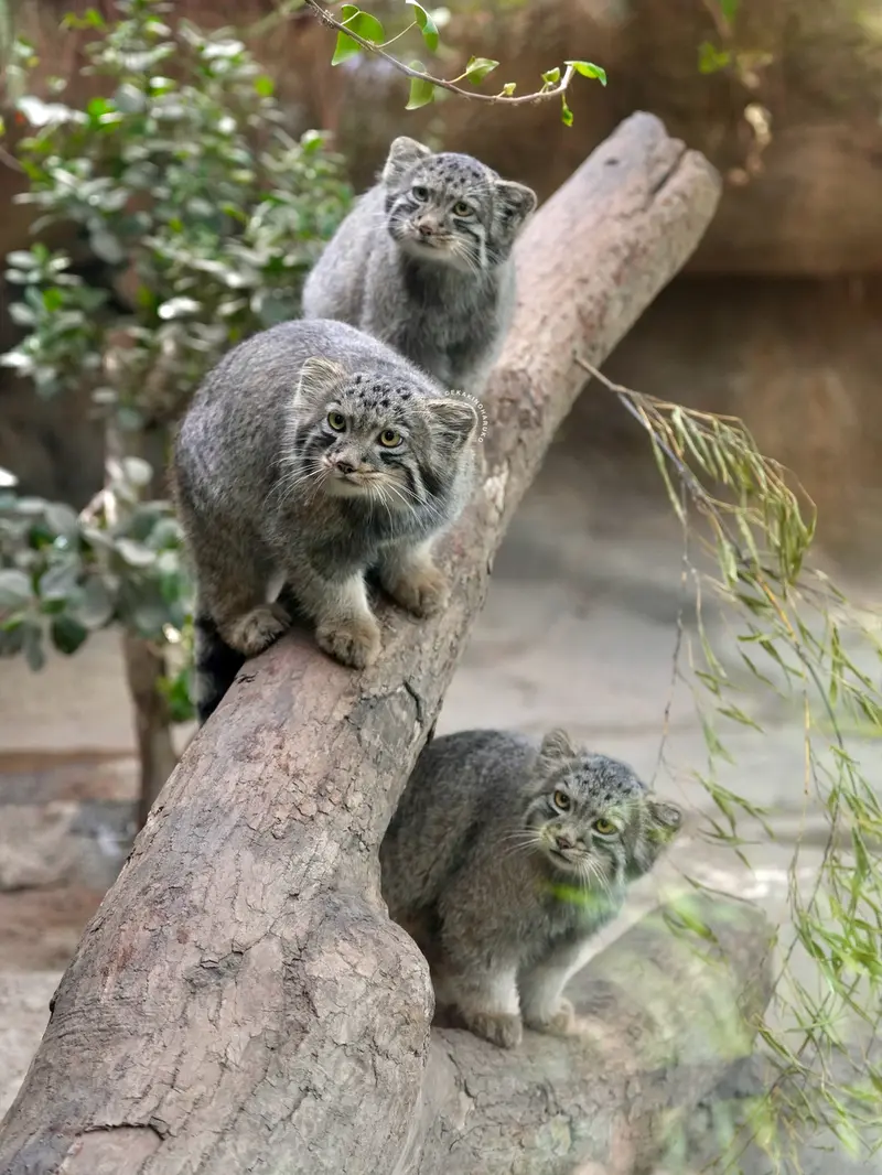 神戸どうぶつ王国のナギ、コモレビとハクの写真