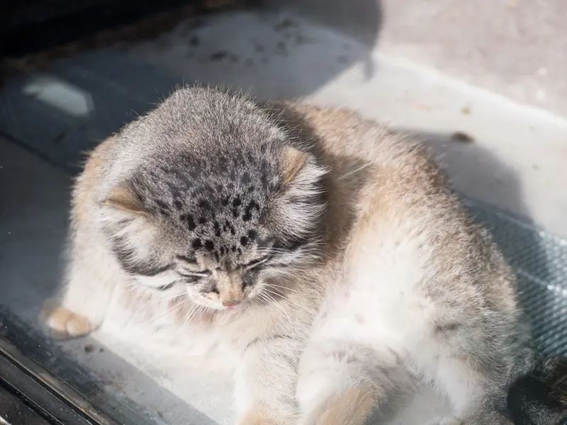 旭山動物園のグルーシャの写真