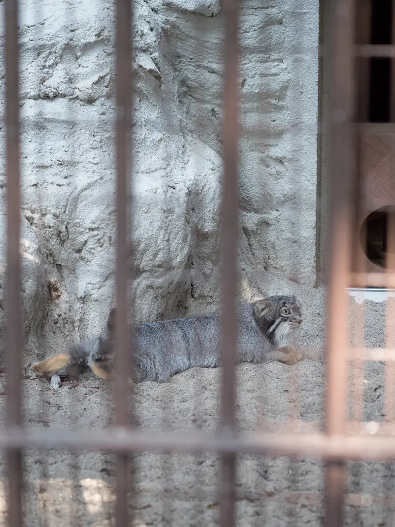 野毛山動物園のフィーガの写真
