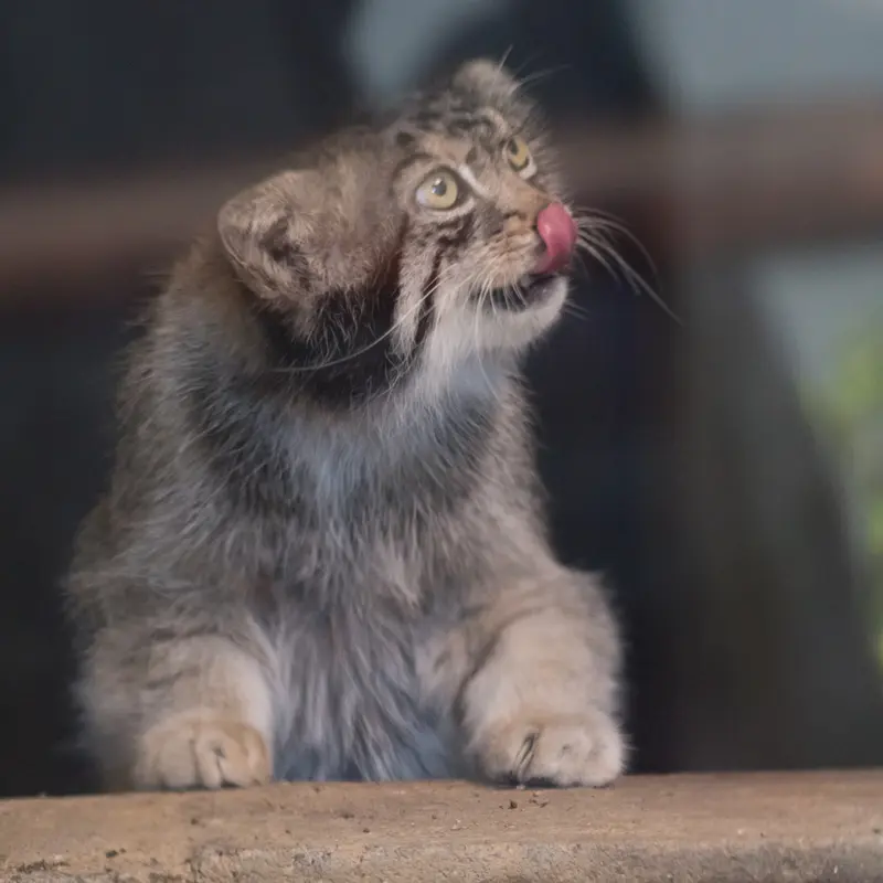 神戸市立王子動物園のイーリスの写真
