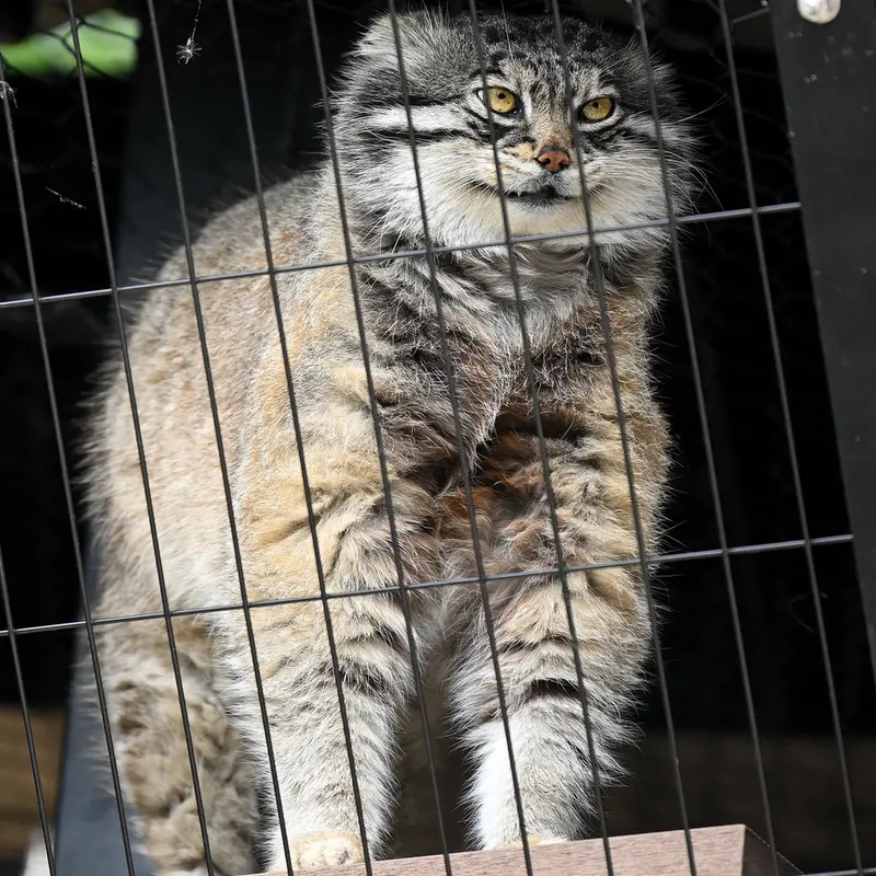 旭山動物園のグルーシャの写真