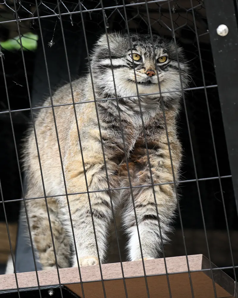 旭山動物園のグルーシャの写真