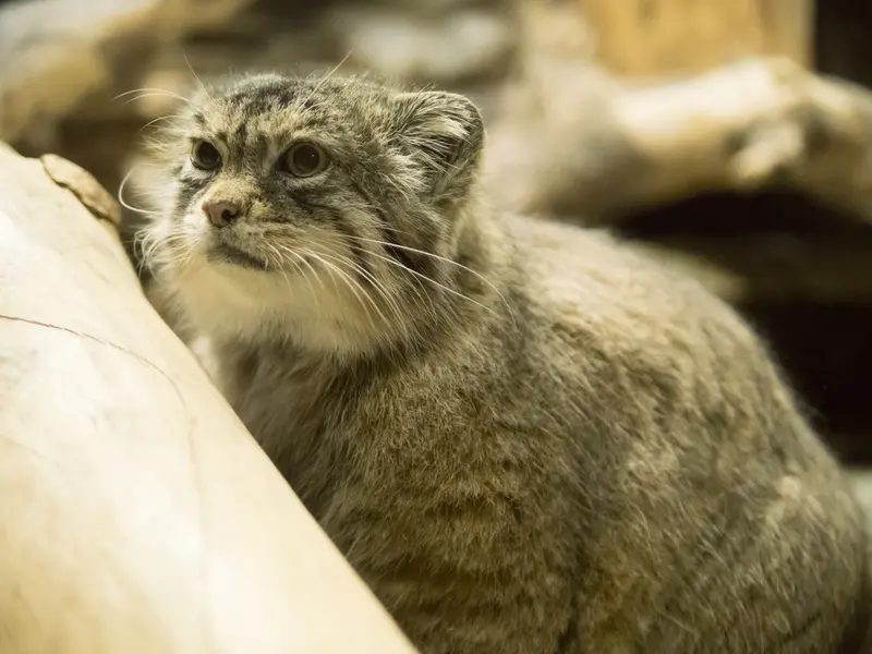 恩賜上野動物園のプリームラの写真