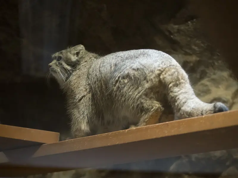 恩賜上野動物園のクリョンの写真