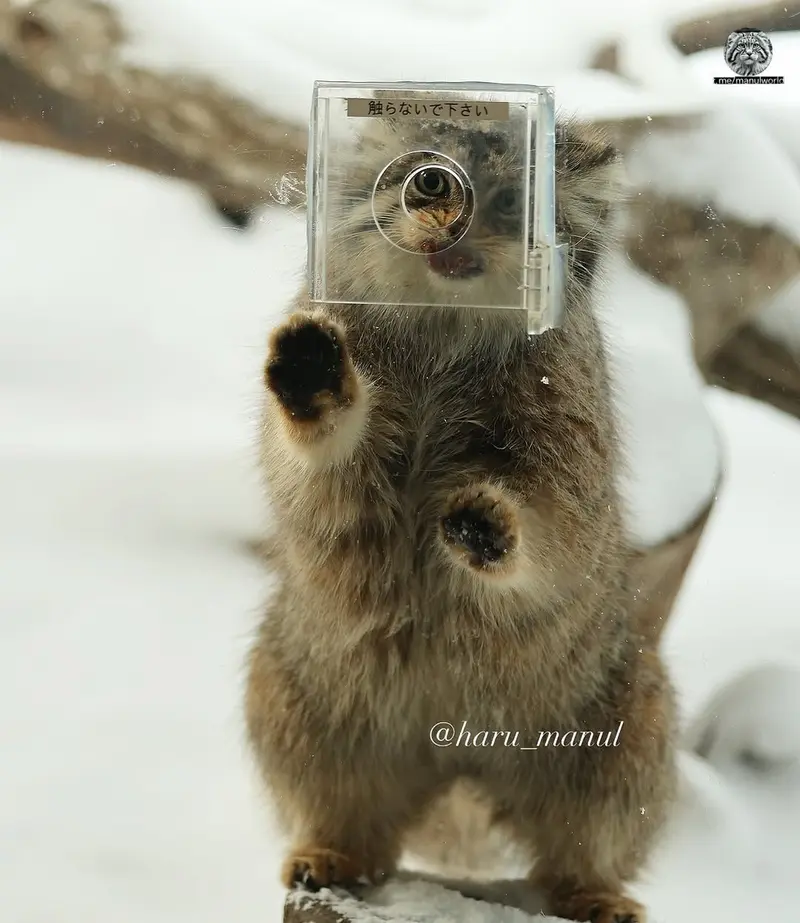 マヌルネコの写真