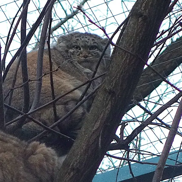 ウッチ動物園のマヌエラの写真