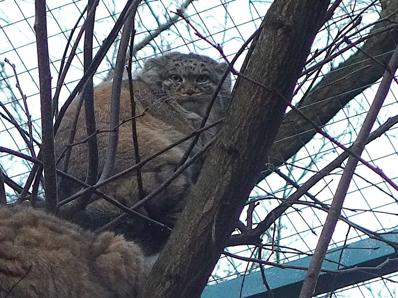 ウッチ動物園のマヌエラの写真