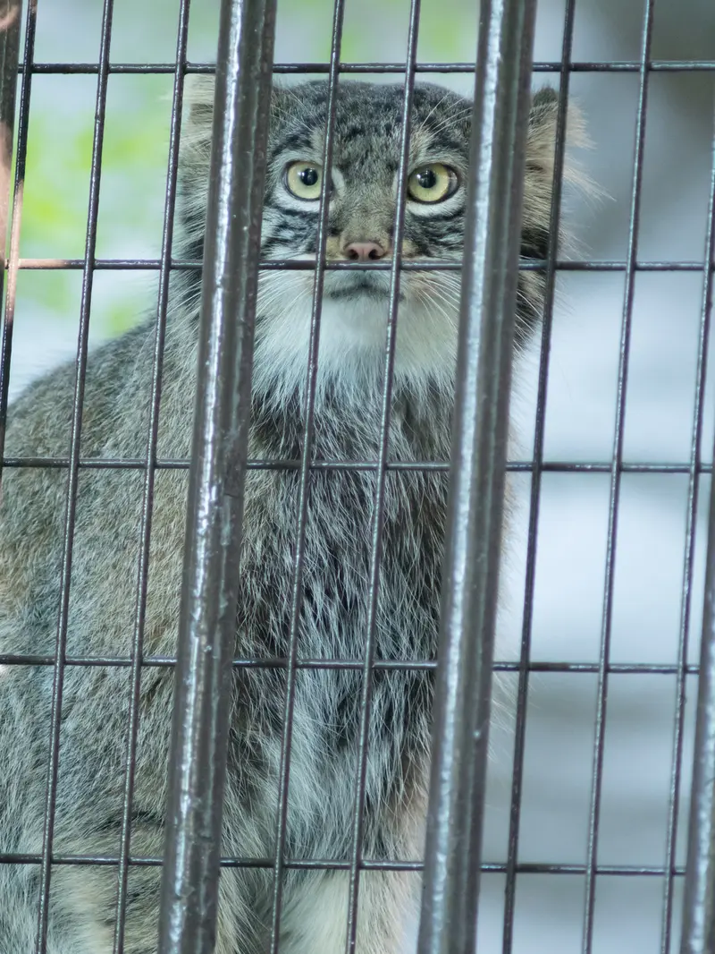 野毛山動物園のフィーガの写真