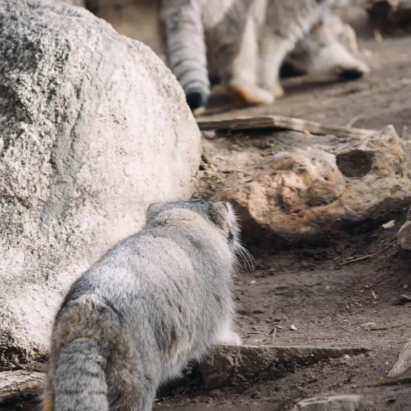 プエブロ動物園のタイ・チーとオリーブの写真