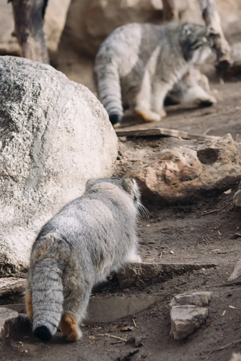 プエブロ動物園のタイ・チーとオリーブの写真
