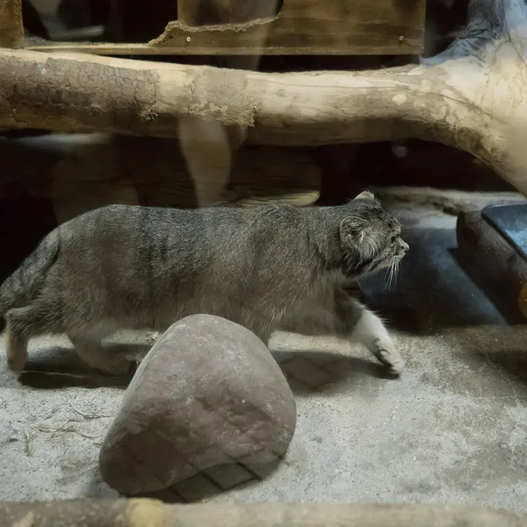 恩賜上野動物園のクリョンの写真