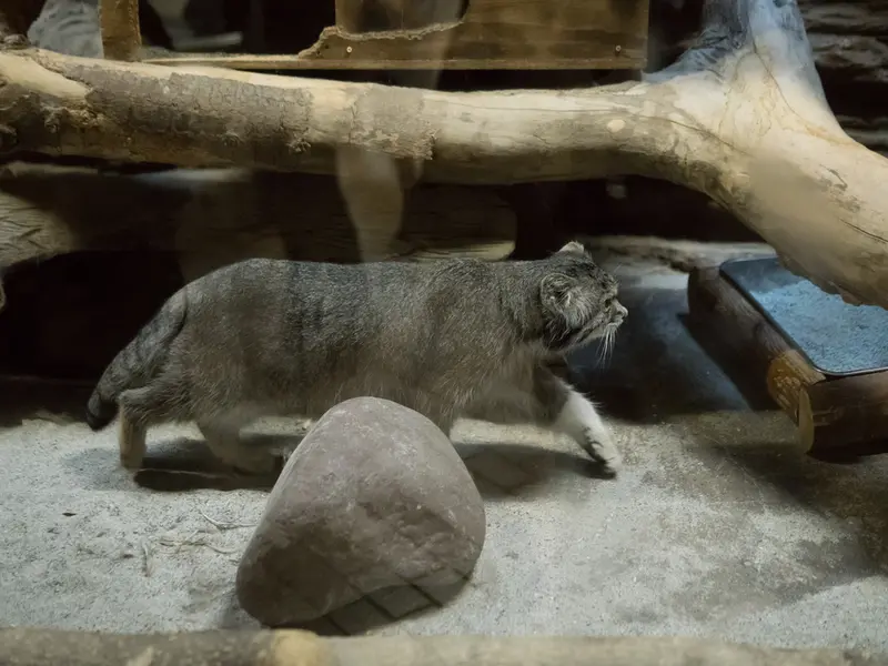恩賜上野動物園のクリョンの写真