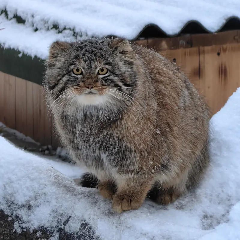 ノヴォシビルスク動物園のアッケムの写真