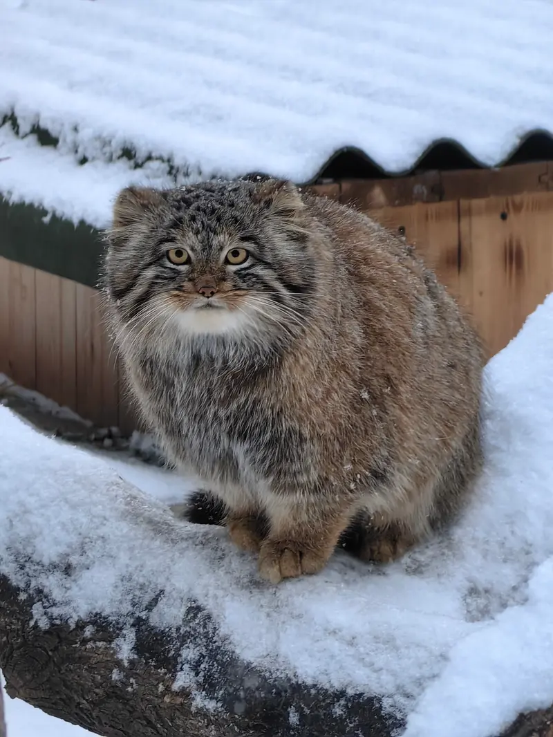 ノヴォシビルスク動物園のアッケムの写真