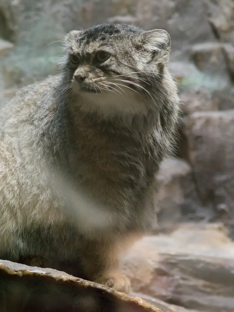 恩賜上野動物園のプリームラの写真