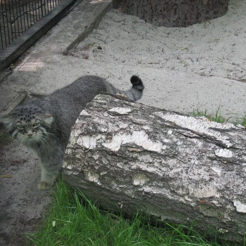 クラクフ動物園のマヌエルの写真
