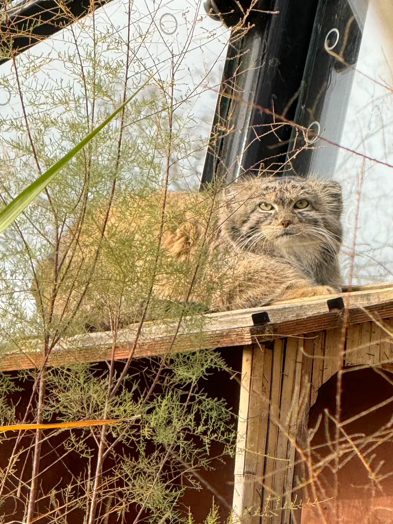 プラハ動物園のスパイの写真