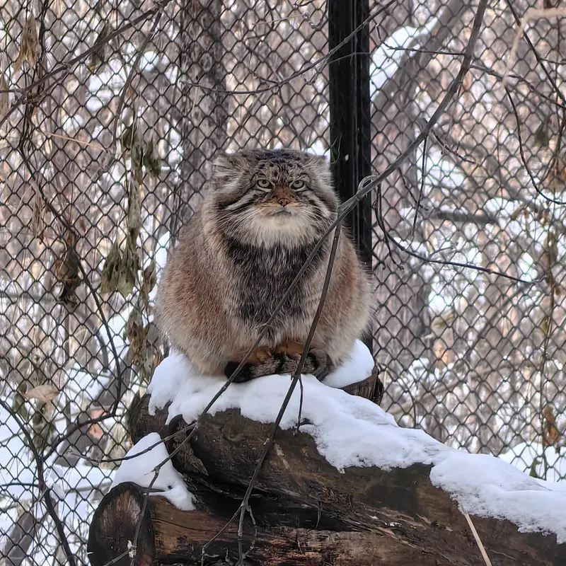 ノヴォシビルスク動物園のジョージの写真