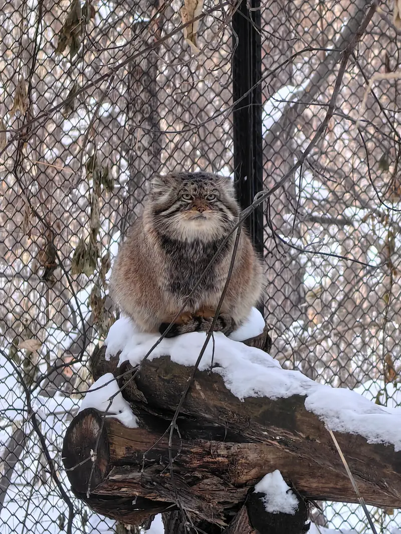 ノヴォシビルスク動物園のジョージの写真