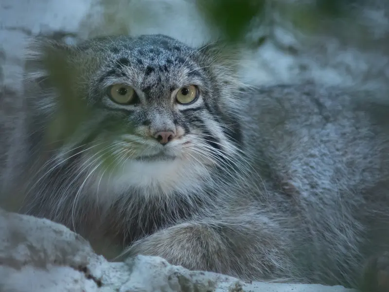 野毛山動物園のフィーガの写真