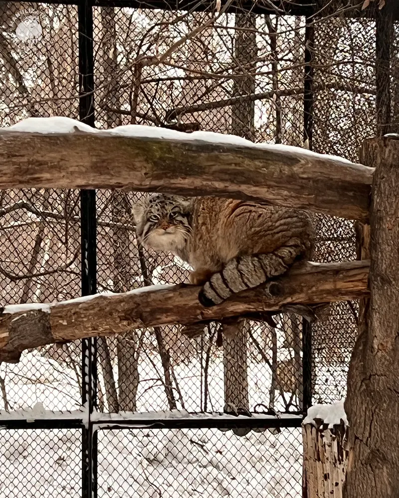 ノヴォシビルスク動物園のジョージの写真