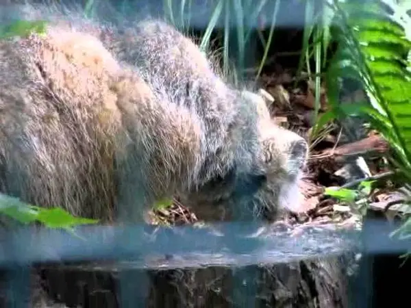 デッサウ動物園のマンニの動画