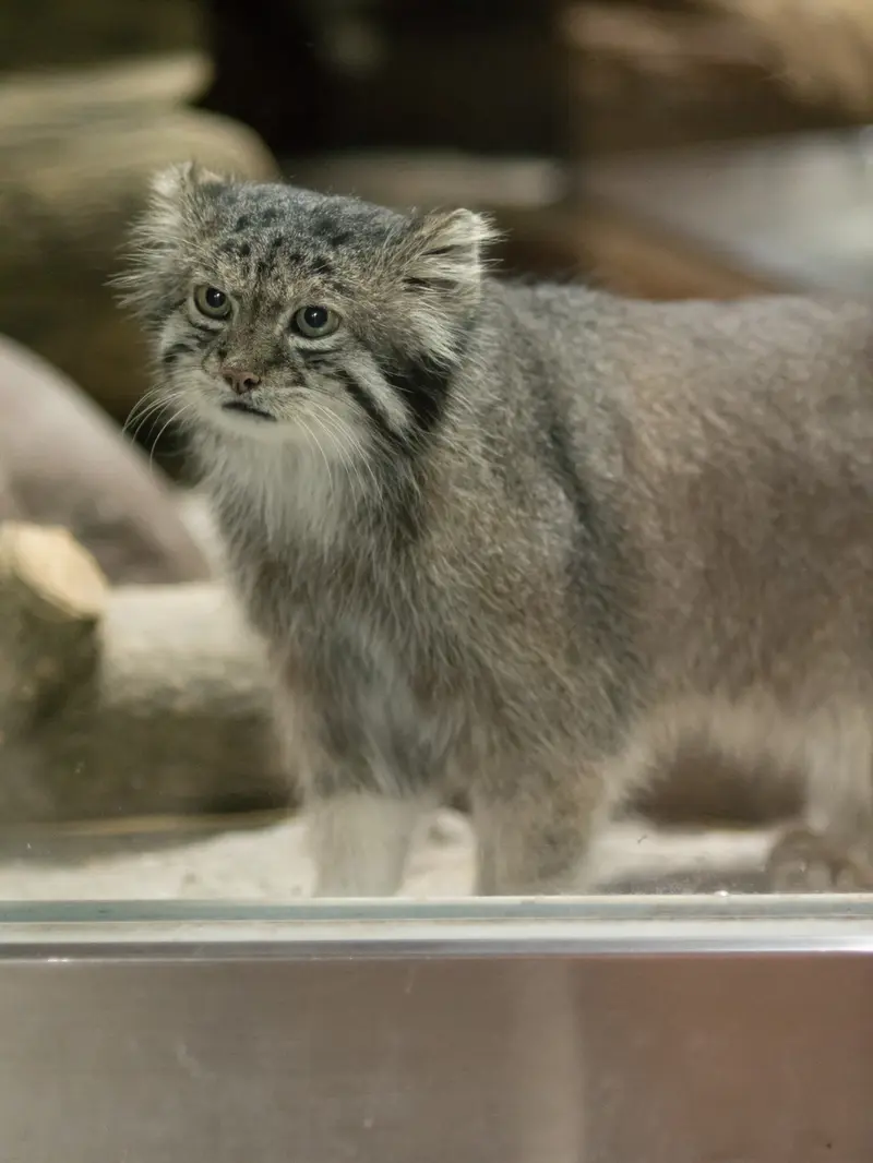 恩賜上野動物園のクリョンの写真