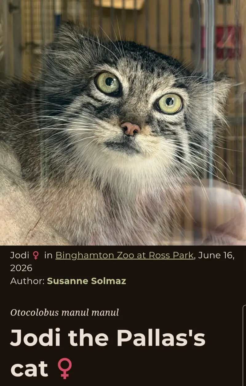 マヌルネコの写真