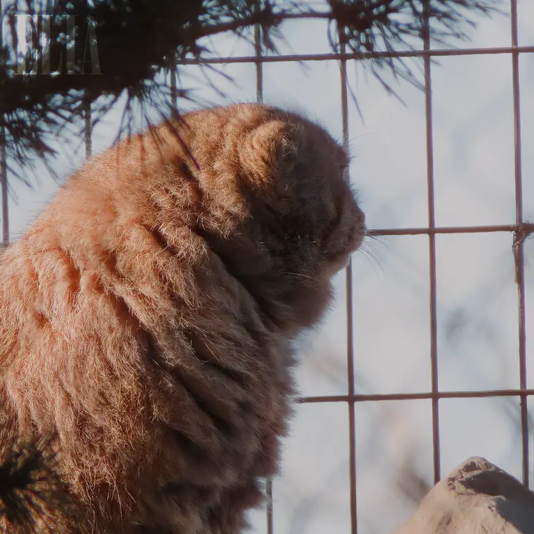カルガリー動物園 / ワイルダー研究所のオラフの写真