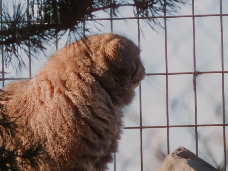 カルガリー動物園 / ワイルダー研究所のオラフの写真
