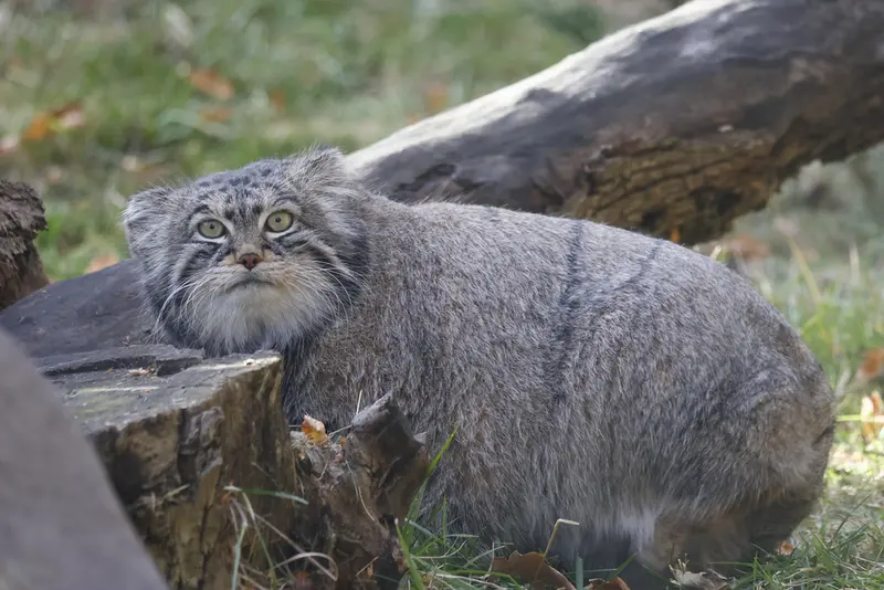モスクワ動物園のティモフェイの写真