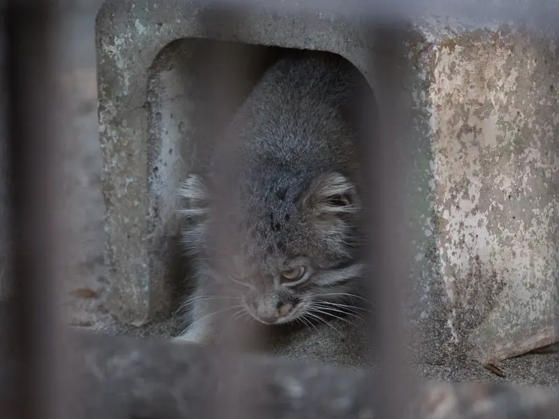 野毛山動物園のフィーガの写真