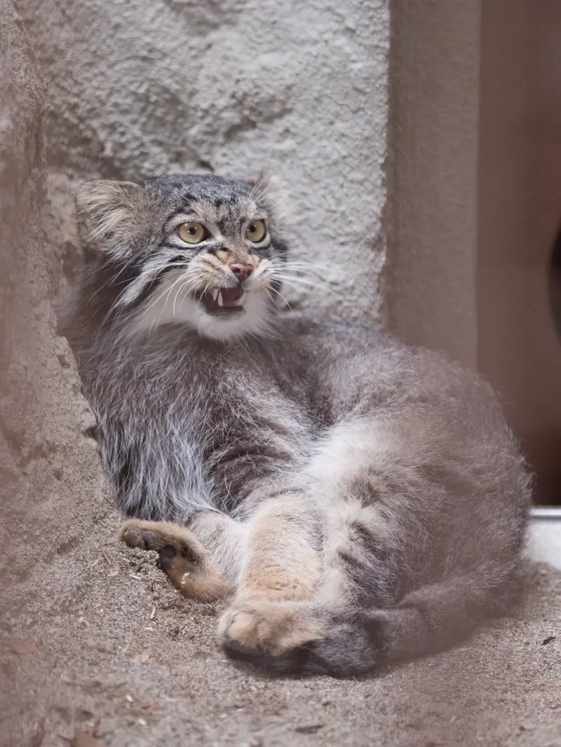 野毛山動物園のフィーガの写真