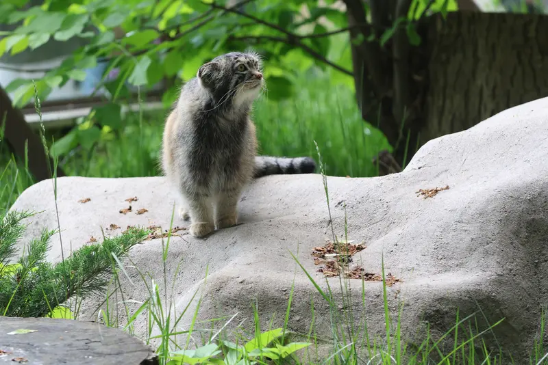 モスクワ動物園のティモフェイの写真