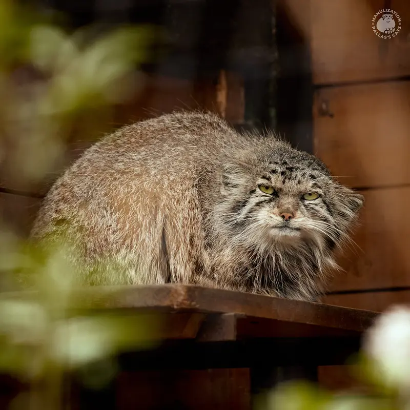 レニングラード動物園のナミカの写真