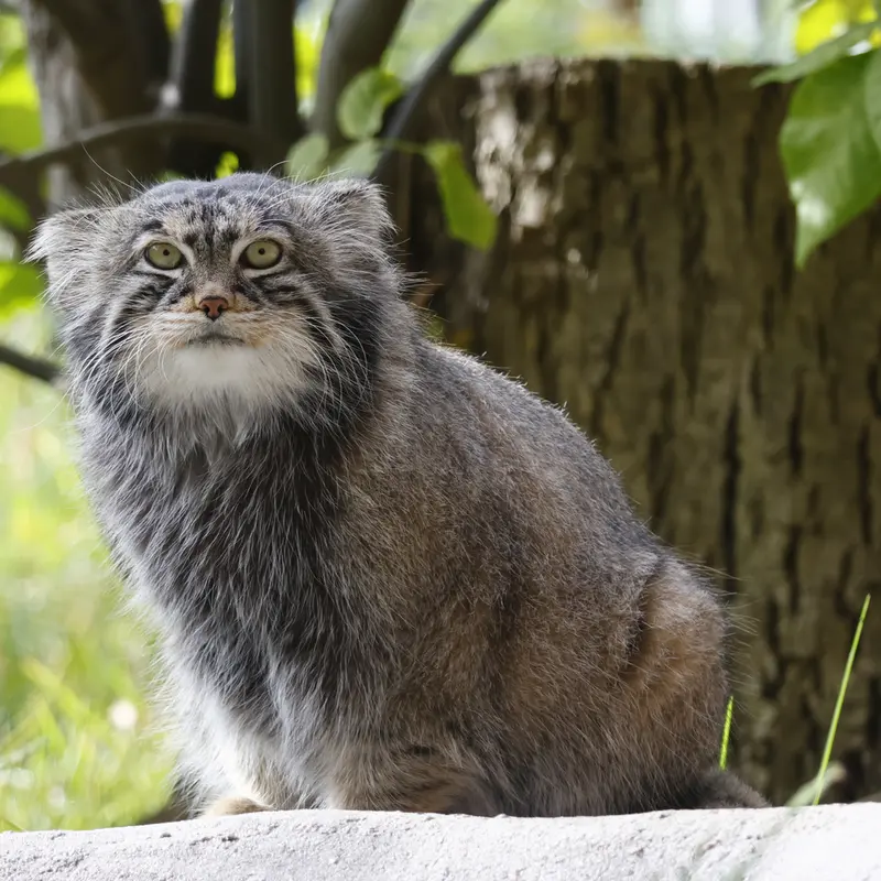 モスクワ動物園のティモフェイの写真