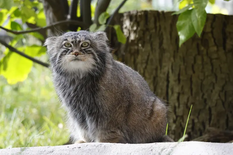 モスクワ動物園のティモフェイの写真
