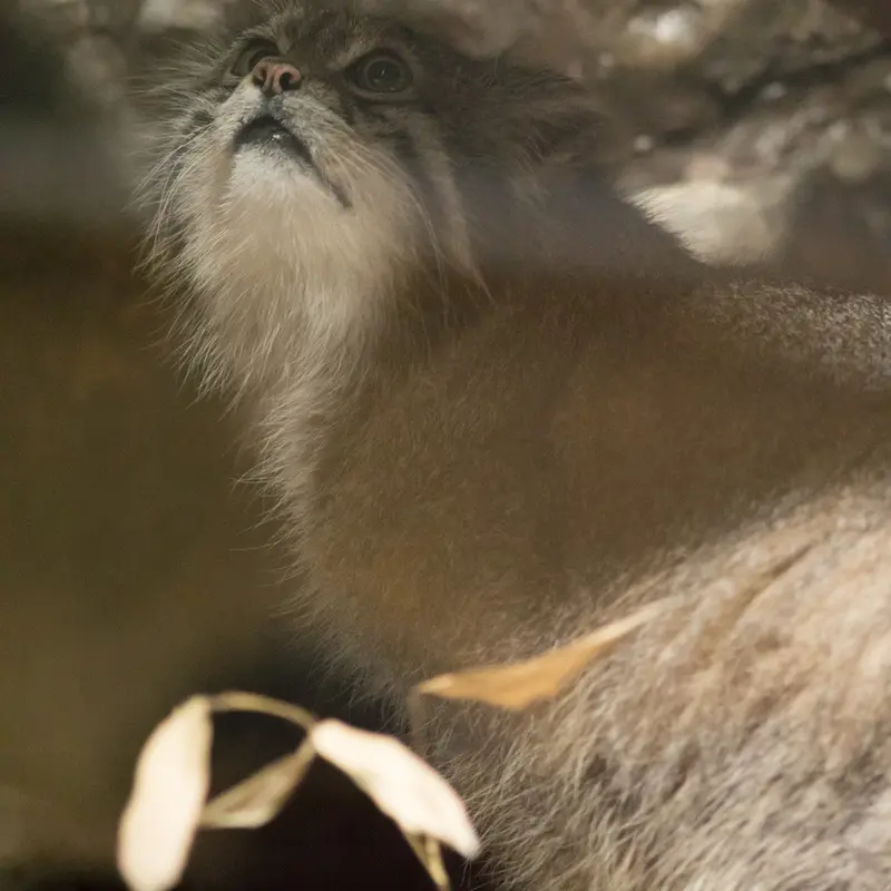恩賜上野動物園のクリョンの写真