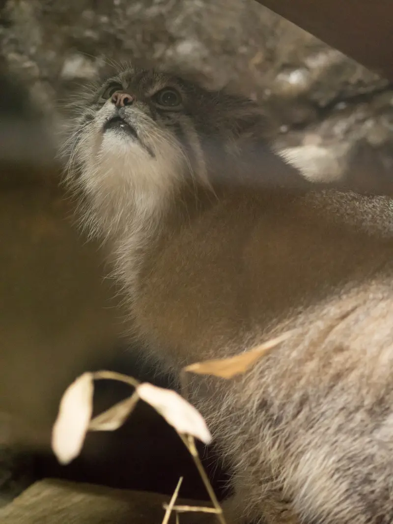 恩賜上野動物園のクリョンの写真