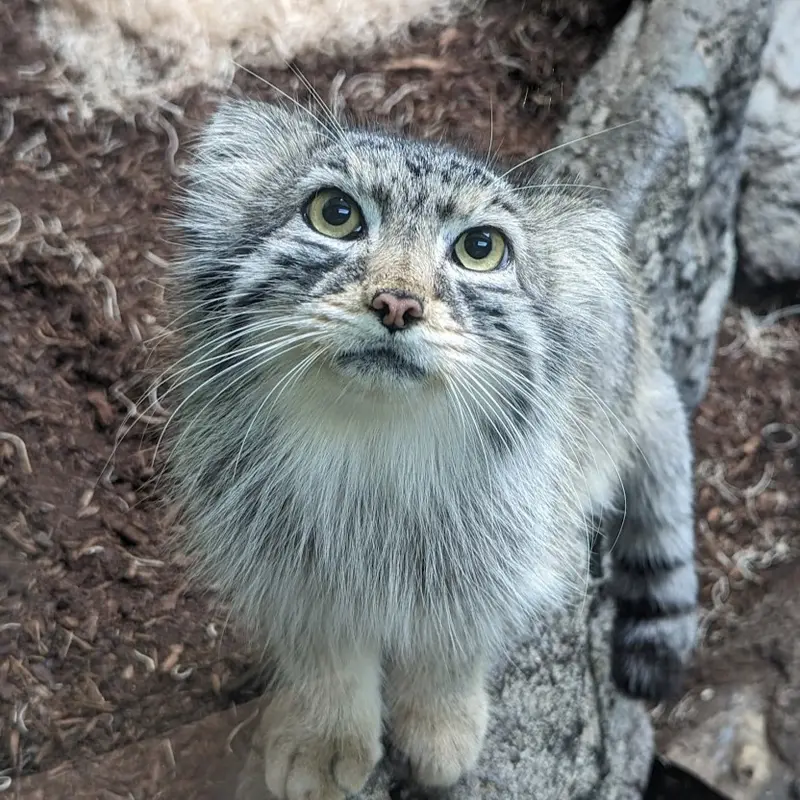 バーミンガム動物園のペルセウスの写真