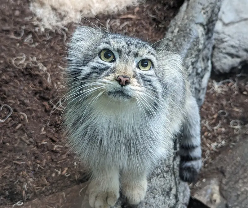 バーミンガム動物園のペルセウスの写真