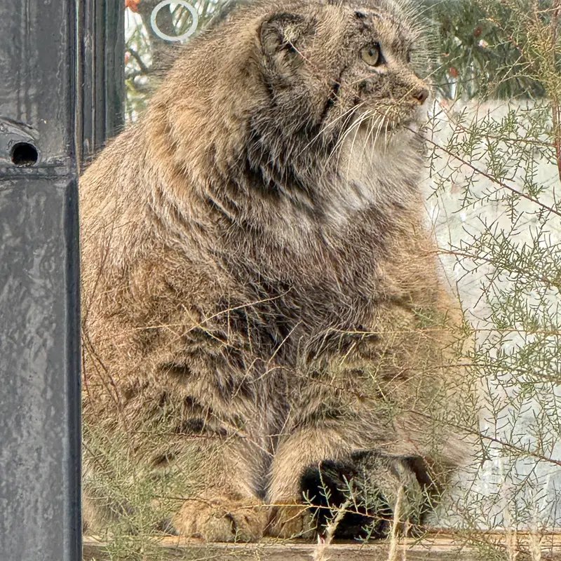 プラハ動物園のスパイの写真