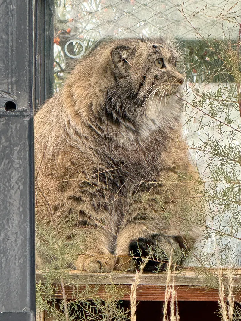 プラハ動物園のスパイの写真