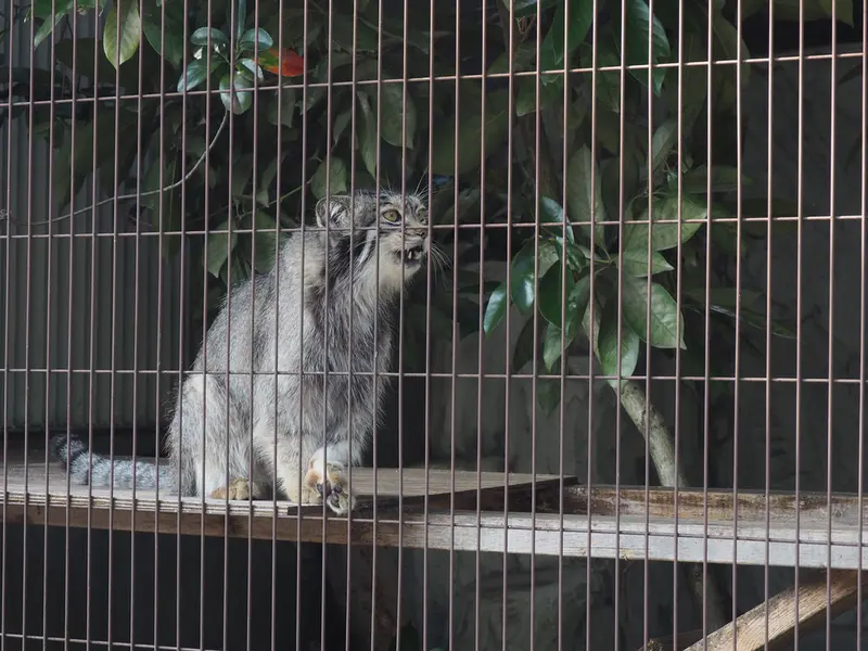 東山動植物園のレフの写真
