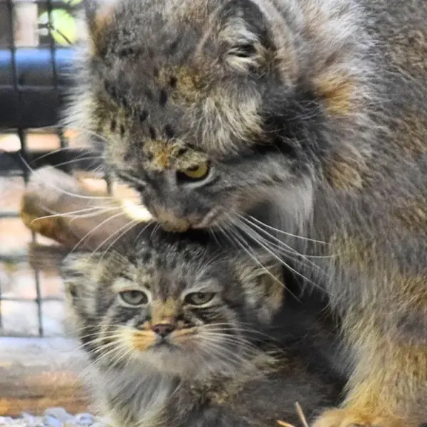 グレートプレーンズ動物園のサルヒとタシの写真